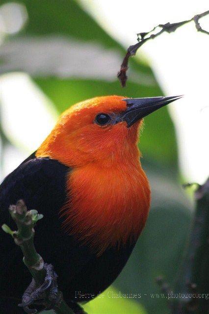 Scarlet-headed blackbird