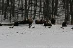 Wood bison