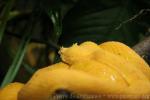 Eyelash palm viper