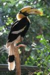 Great hornbill