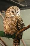 Rufous-banded owl *