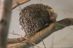 Brazilian tree-porcupine