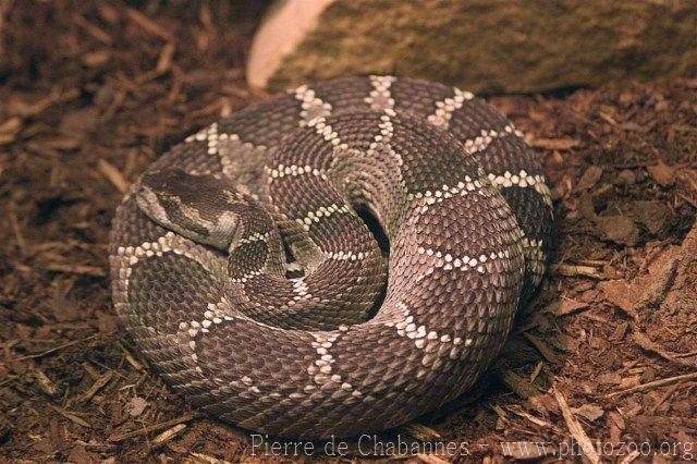 Northern Pacific rattlesnake