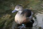 Lesser whistling-duck