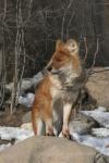 Chinese dhole