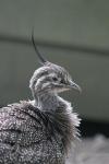 Elegant crested tinamou