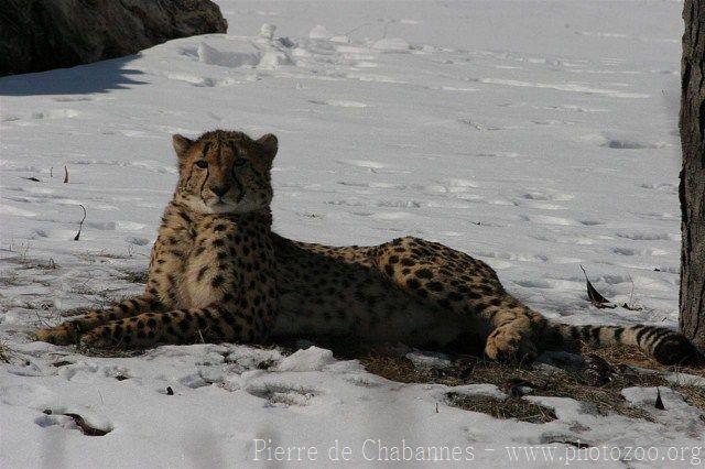Southern cheetah