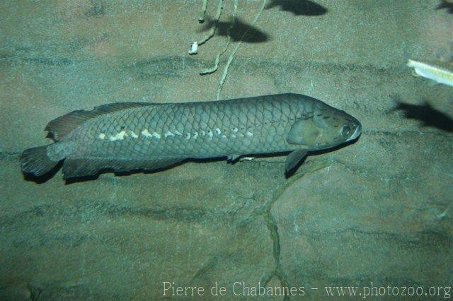 African bonytongue