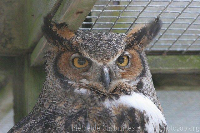 Great horned owl