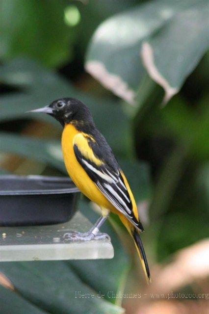 Baltimore oriole