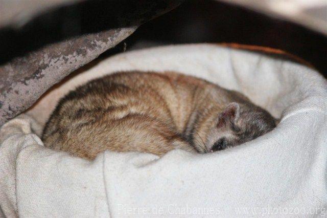 Black-footed ferret