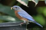 Eastern bluebird