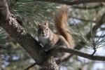 Eastern gray squirrel