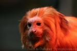 Golden lion tamarin