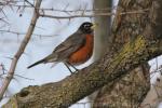 American robin