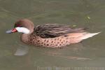 White-cheeked pintail