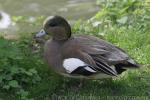 American Wigeon *