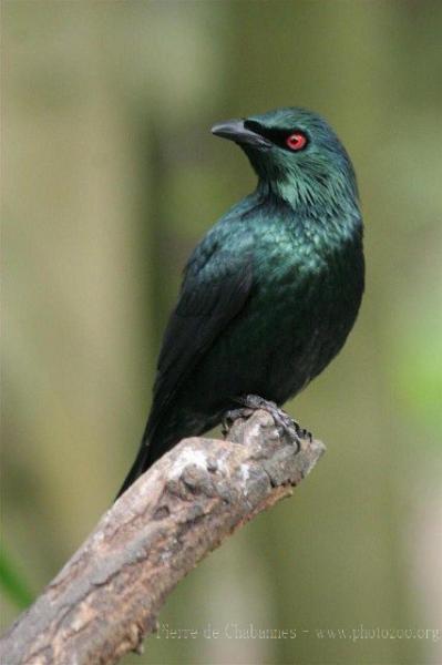 Asian glossy starling