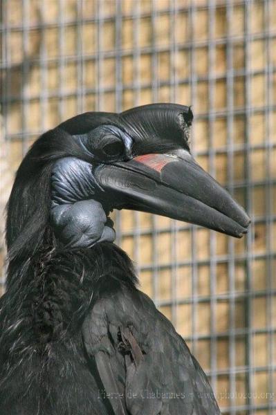 Abyssinian ground-hornbill