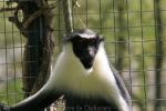 Diana monkey