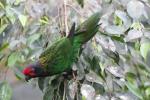 Yellow-streaked lory