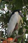 Boat-billed heron