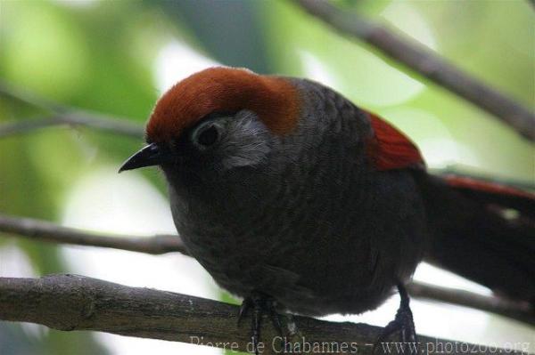 Red-tailed laughingthrush