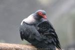 Papuan mountain-pigeon