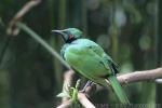 Emerald starling