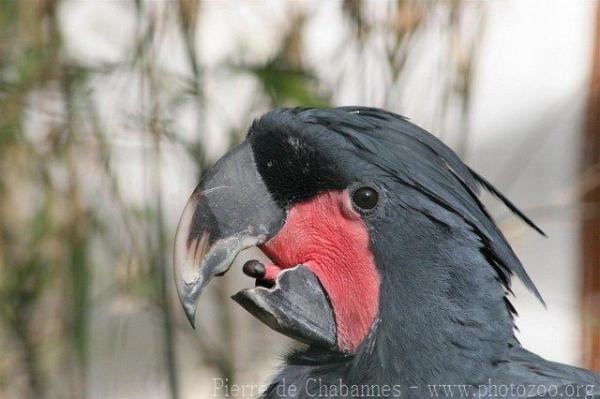 Palm cockatoo