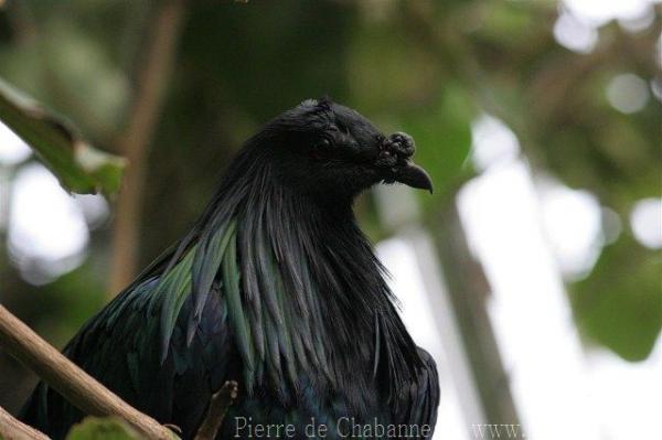 Nicobar pigeon