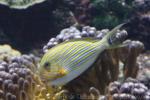 Lined surgeonfish