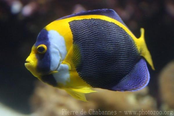 Scribbled angelfish