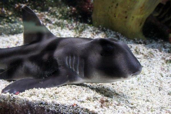 Port Jackson shark