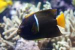 King angelfish