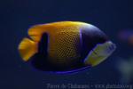 Bluegirdled angelfish