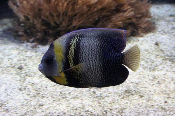 Cortez angelfish *