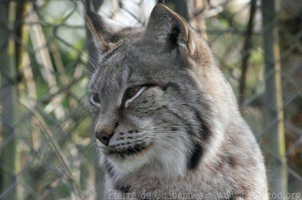 Eurasian lynx