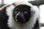 Black-and-white ruffled lemur