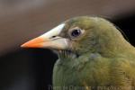 Green oropendola