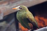 Green oropendola