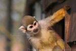 Guianan squirrel monkey