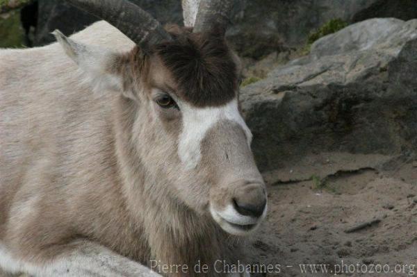 Addax