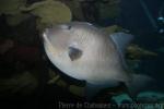 Grey triggerfish