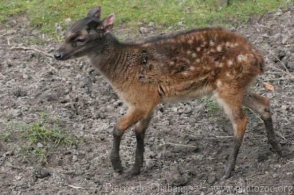 Visayan spotted deer