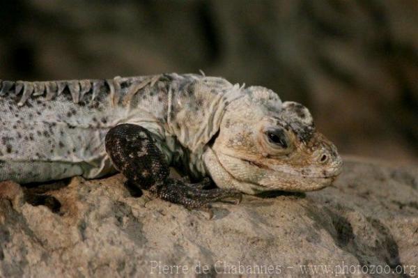 Utila spiny-tailed iguana