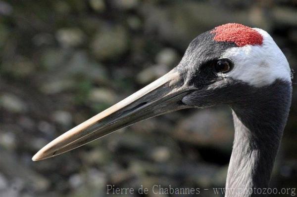 Red-crowned crane