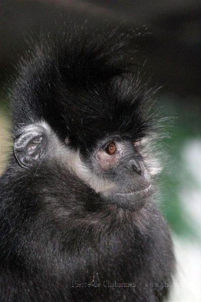 François's langur