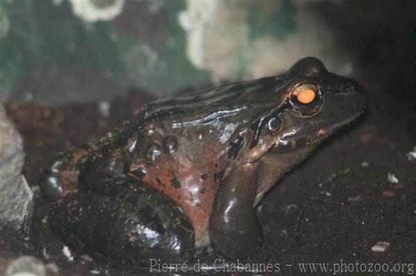 Giant ditch frog