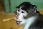 White-naped mangabey